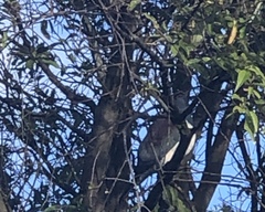 Hemiphaga novaeseelandiae