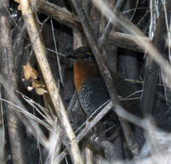 Scelorchilus rubecula