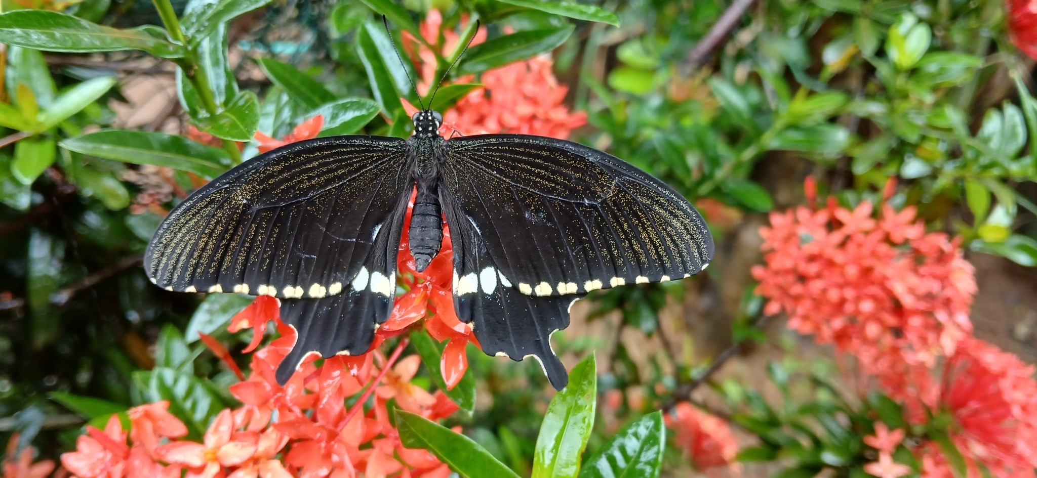 Common Mormon