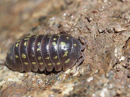 Photo of Five-spotted Pill Woodlouse (Armadillidium quinquepustulatum)