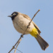 White-spectacled Bulbul - Photo (c) Sergey Yeliseev, some rights reserved (CC BY-NC-ND)