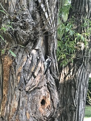 Dryobates villosus