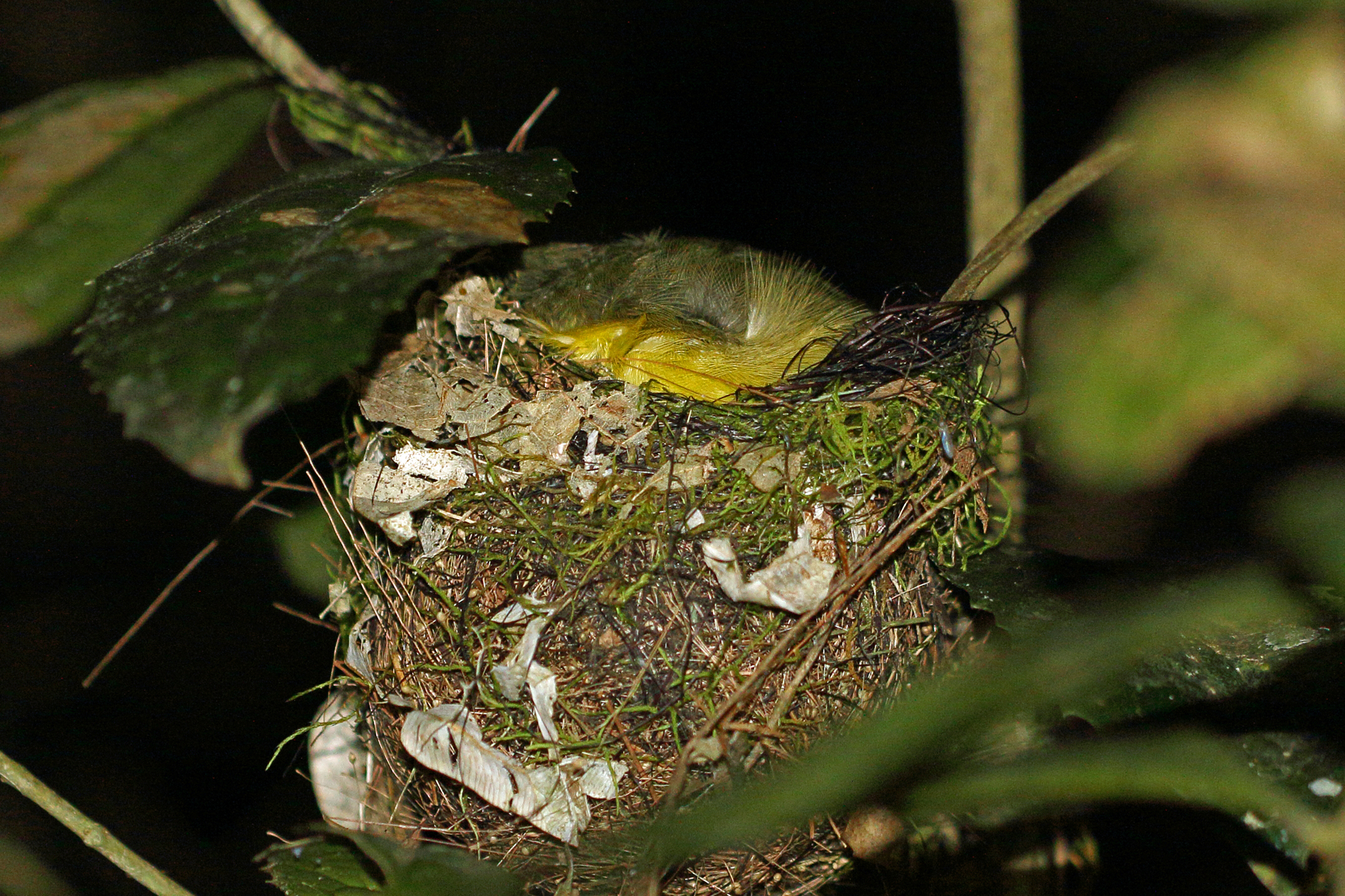 Long-billed Bernieria illustration