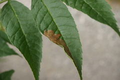 Gracillaria syringella