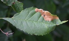 Gracillaria syringella