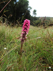 Satyrium nepalense