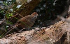 Dasyornis broadbenti