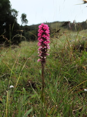 Satyrium nepalense