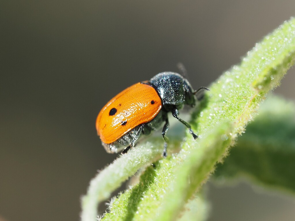 Cryptocephalus sexmaculatus
