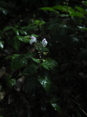 Scutellaria violacea
