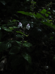 Scutellaria violacea
