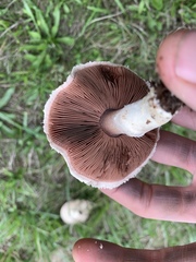 Agaricus porphyrocephalus pallidus