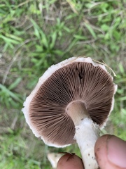 Agaricus porphyrocephalus pallidus