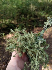Usnea cirrosa