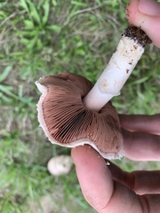 Agaricus porphyrocephalus pallidus
