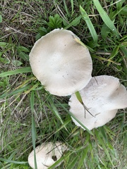 Agaricus porphyrocephalus pallidus