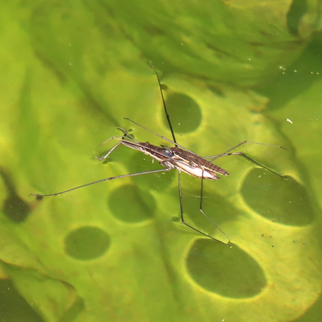 Skator Insect River Skater from 4632 Bjæverskov, Danmark on June 14, 2025 at 01:53 PM ...