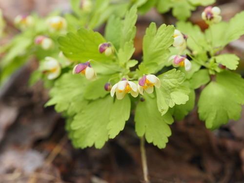 Dichocarpum nipponicum iNat (3)