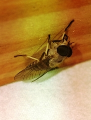 Leucotabanus annulatus