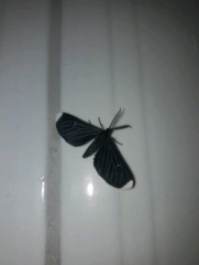 Melanchroia chephise