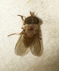 Leucotabanus annulatus