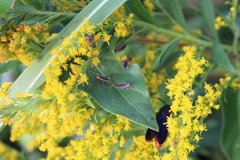 Hesperolabops gelastops