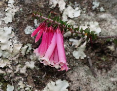 Epacris reclinata