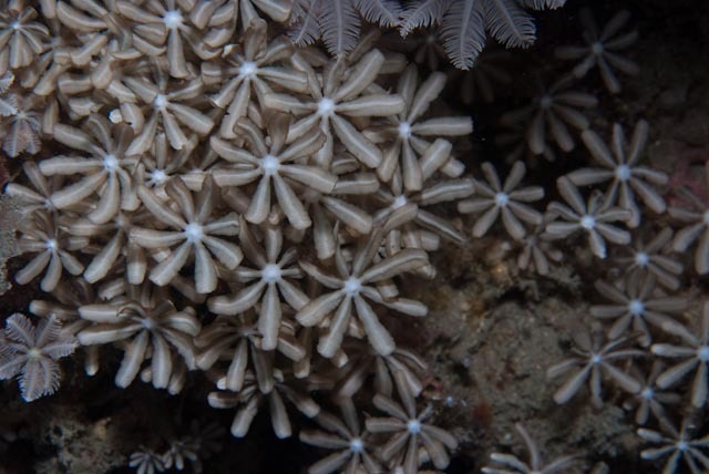 Knopia octocontacanalis