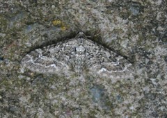 Eupithecia nanata