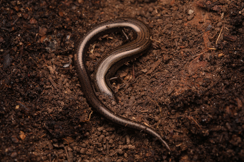 Three-toed Earless Skink, Hemiergis decresiensis