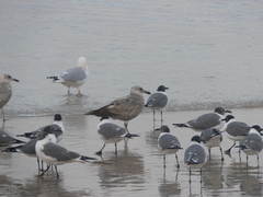 Larus argentatus
