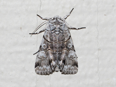 Sympistis chionanthi