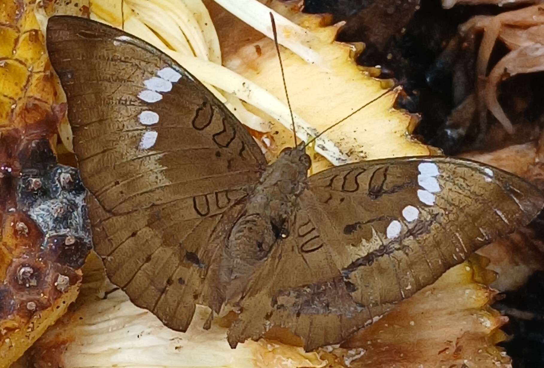 Common Baron