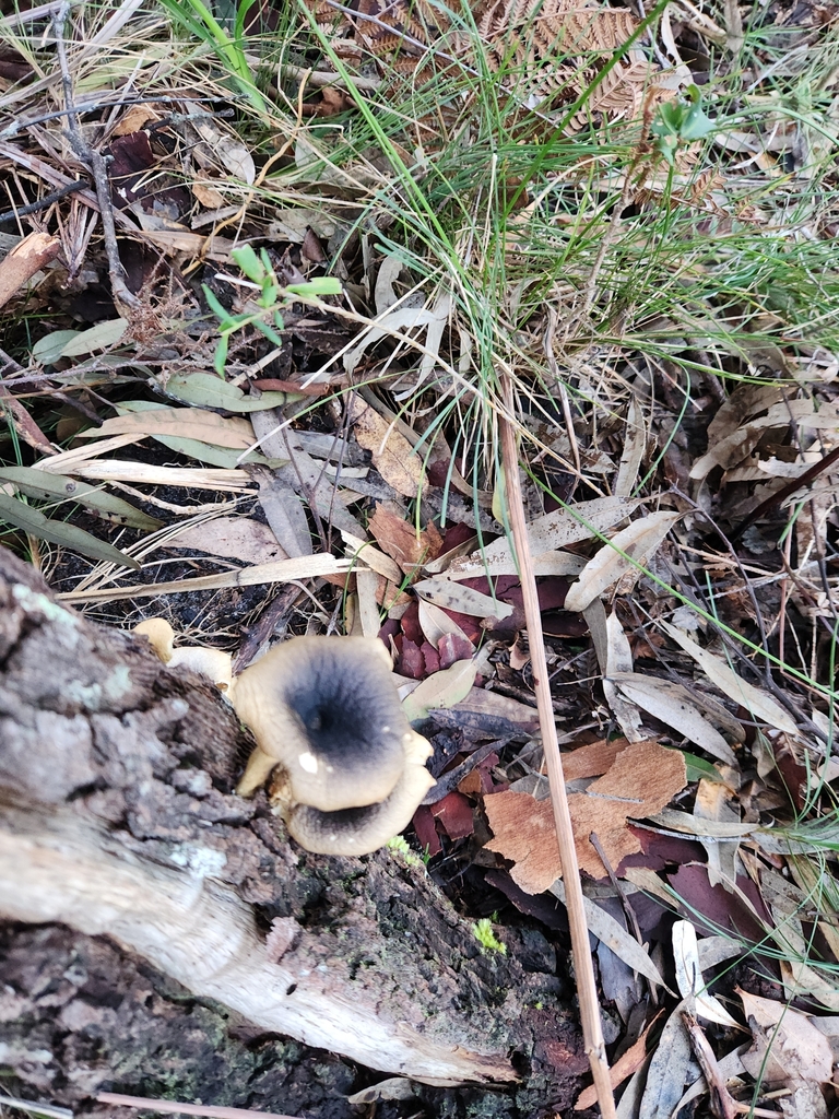 Omphalotus nidiformis · June 2025 · photo: © royces (iNaturalist, cc-by)