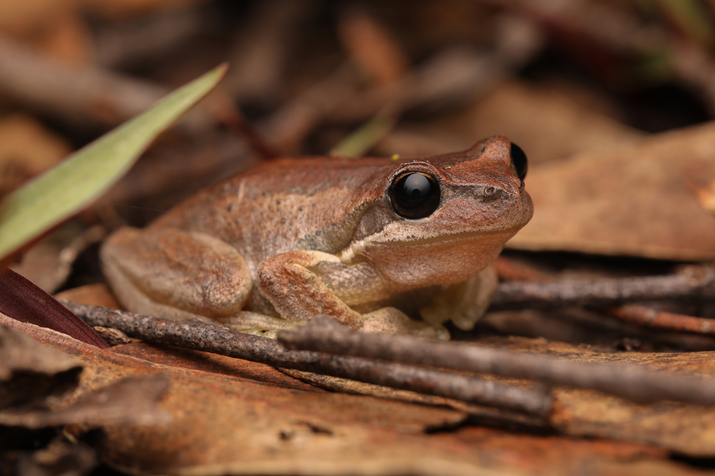 Mount Lofty Ranges Tree Frog