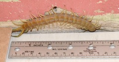 Scolopendra aztecorum