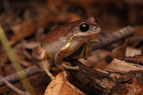 South Australian Tree Frog, Rawlinsonia calliscelis