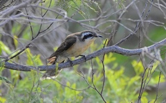 Chrysococcyx osculans