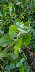 Chenopodium parabolicum