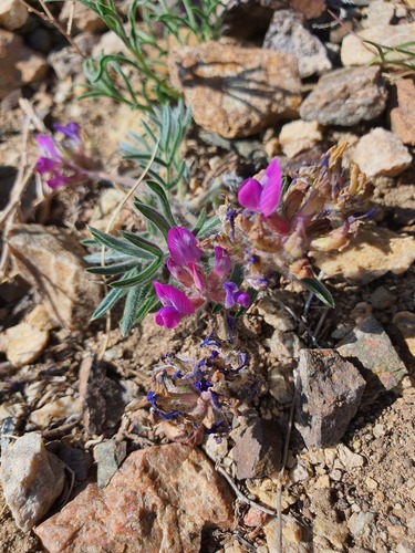 dwarf bladder oxytrope (Oxytropis pumila)