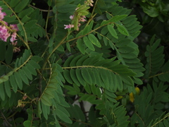 Sophora velutina