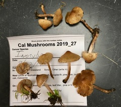 Inocybe curvipes