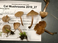 Inocybe curvipes