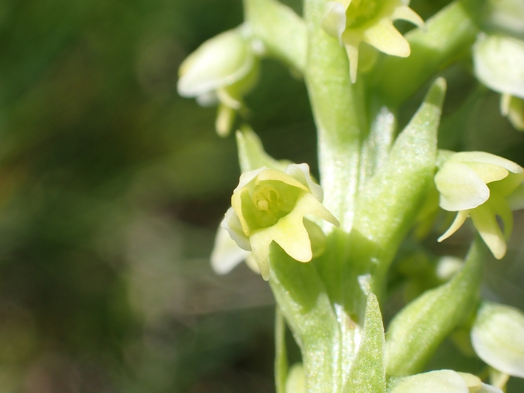 Pseudorchis albida
