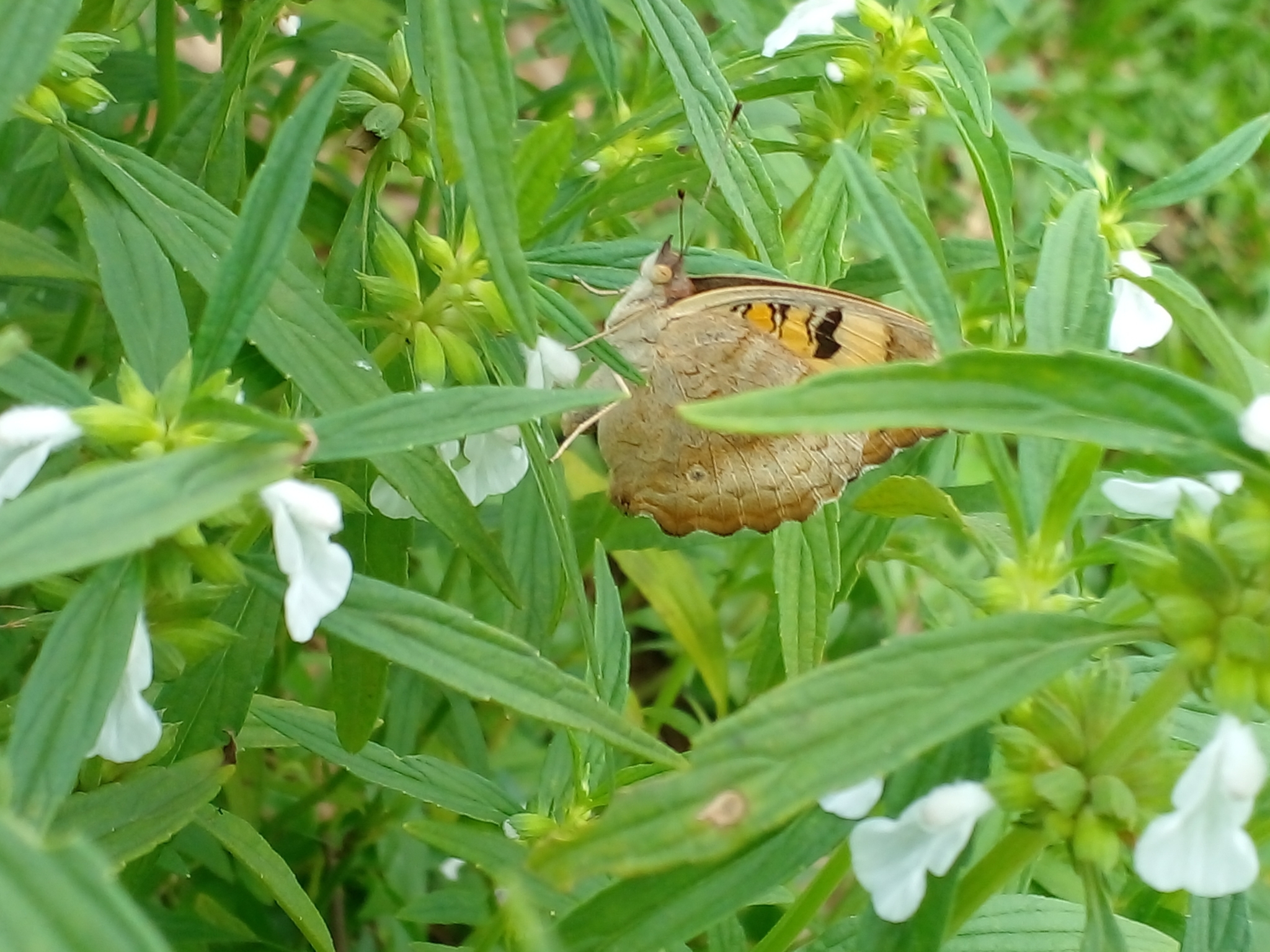 Yellow Pansy