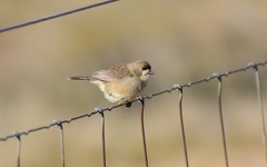 Aphelocephala leucopsis