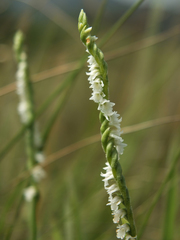 Spiranthes flexuosa