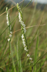 Spiranthes flexuosa