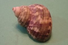 Turbo sandwicensis