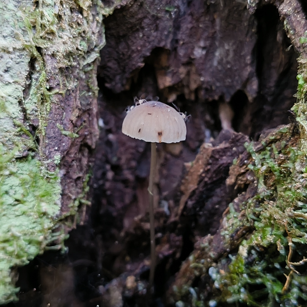 Mycena cystidiosa · June 2025 · photo: © zedt (iNaturalist, cc-by)